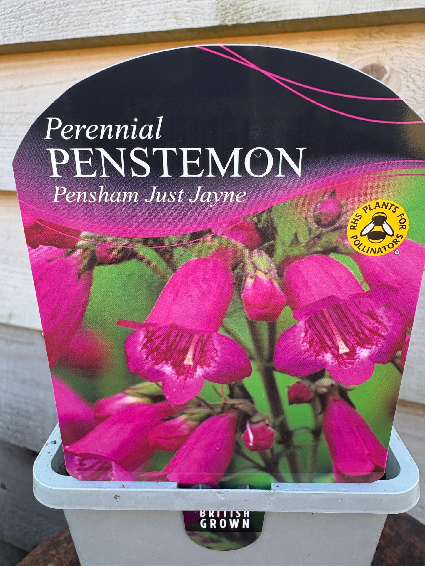 Penstemon pensham just Jayne perennial plant with pink flowers