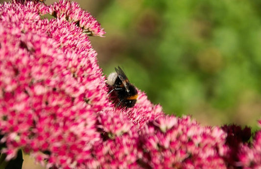 Sedum autumn joy evergreen succulent perennial with pink flowers in the summer 