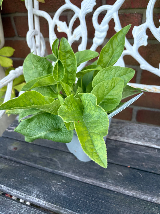 Campanula Glomerata Alba