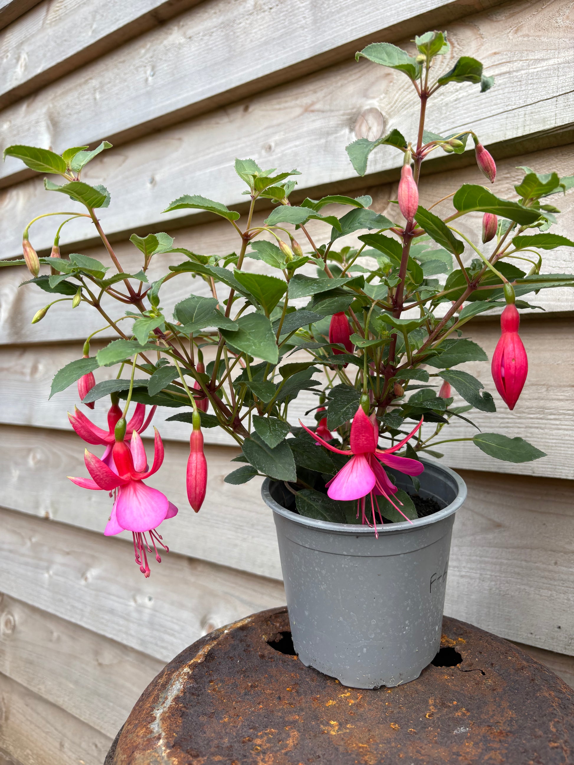 Fuchsia beacon perennial, dark green leaves with two tone pink flowers