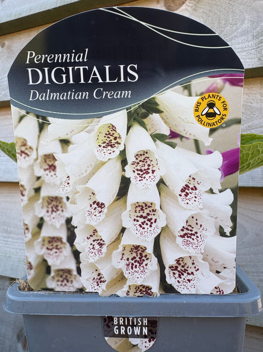 Digitalis Dalmatian cream (foxglove) white with purple spots flowering perennial plant