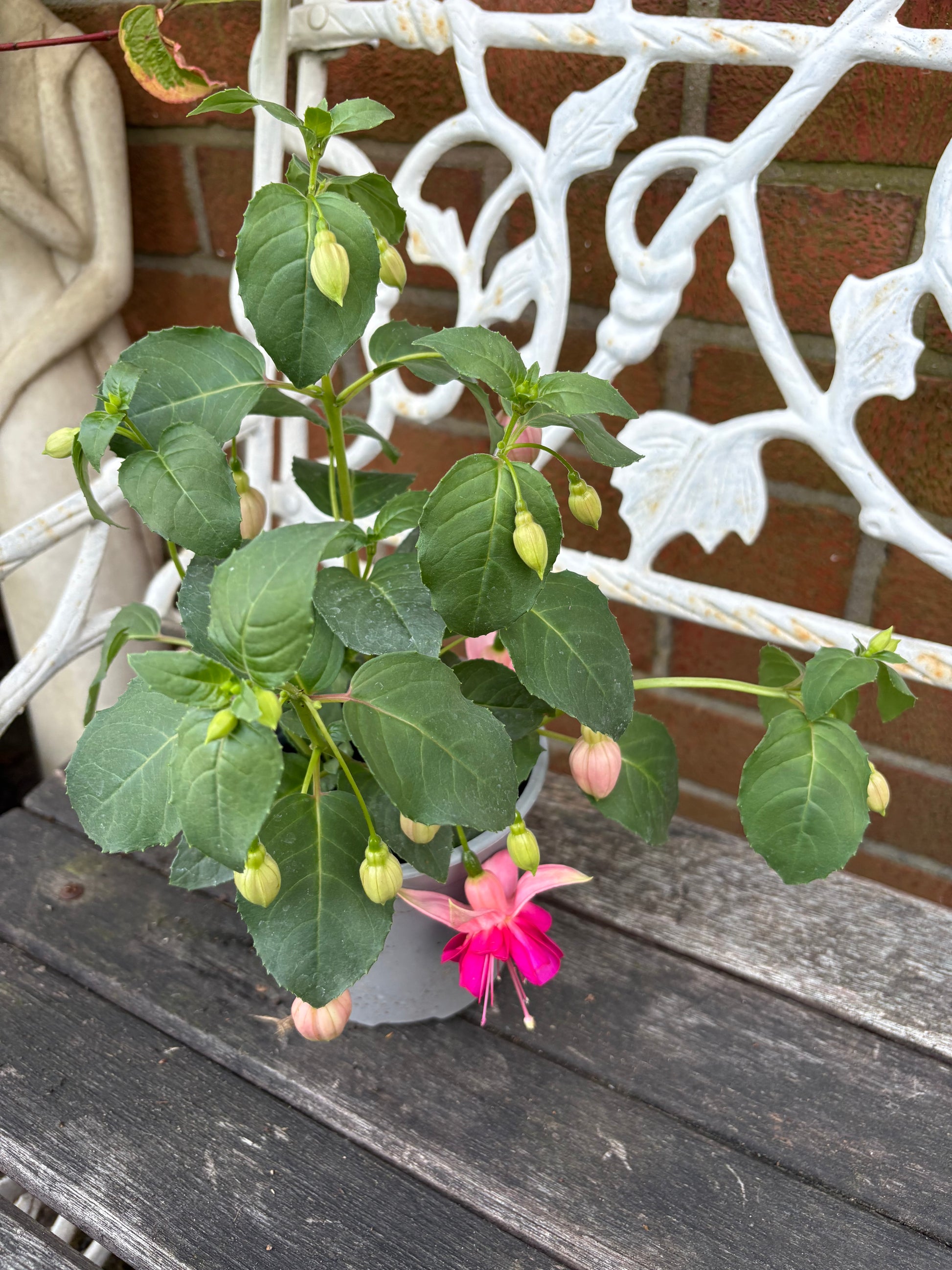 Fuchsia Garden News perennial, green leaves with two tone pink flowers