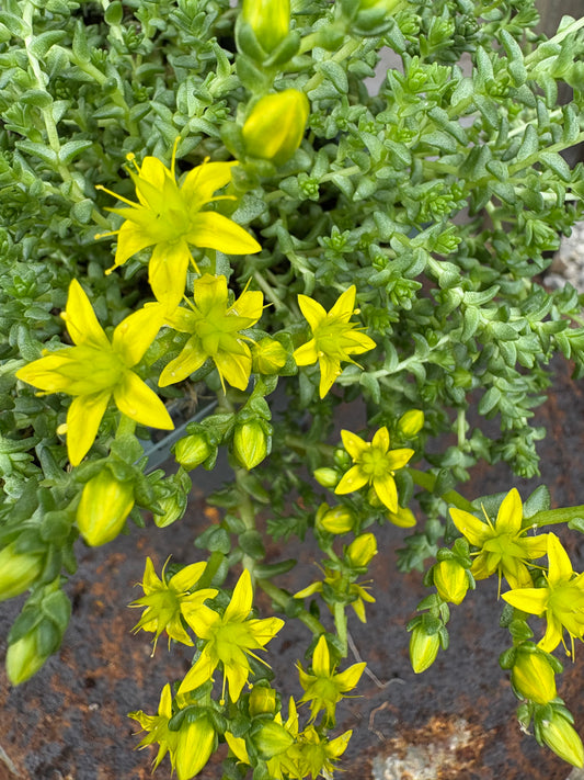 Sedum acre evergreen perennial green leaves with yellow flowers 