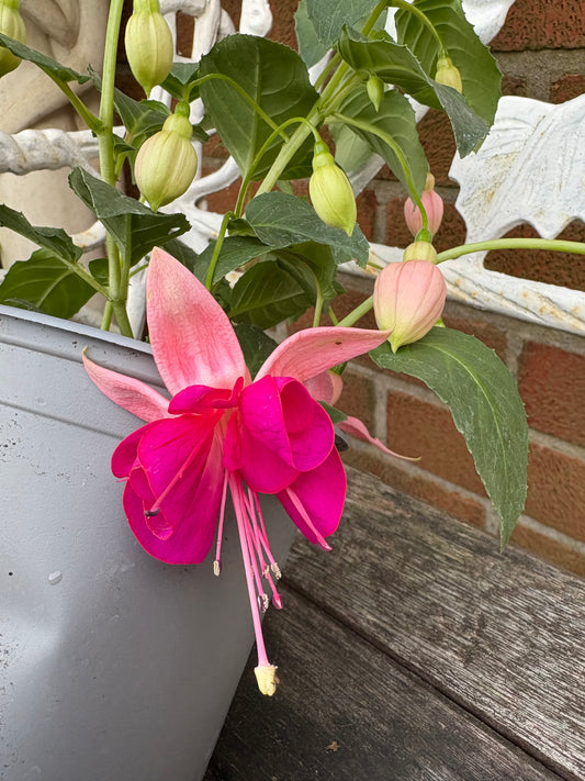 Fuchsia Garden News perennial, green leaves with two tone pink flowers 