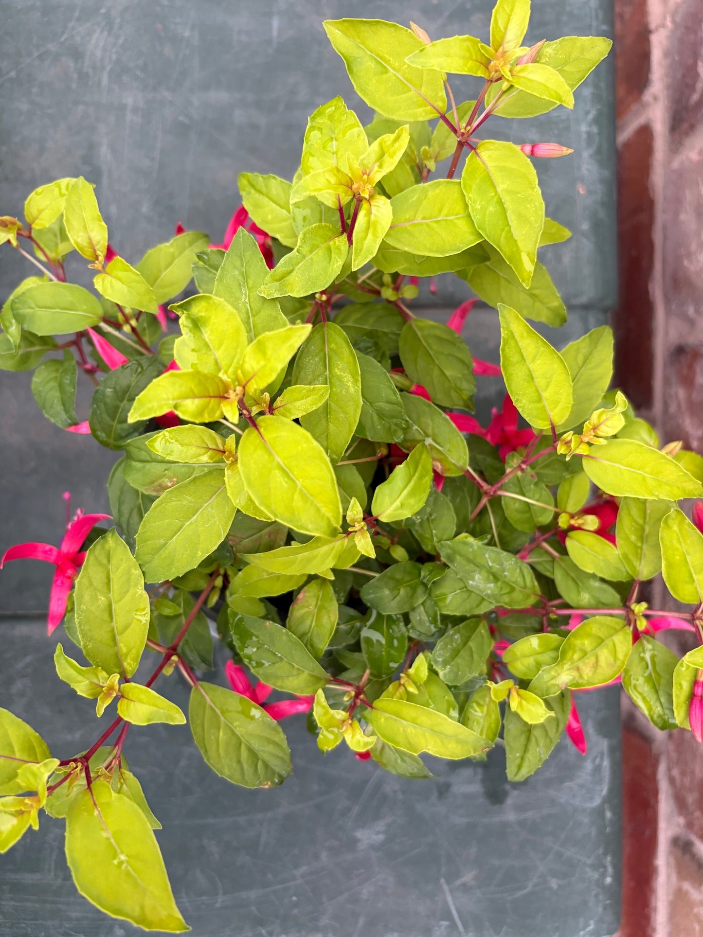 Fuchsia Genii perennial plant, light green leaves with purple and pink flowers