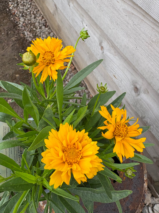 Coreopsis Early Sunrise