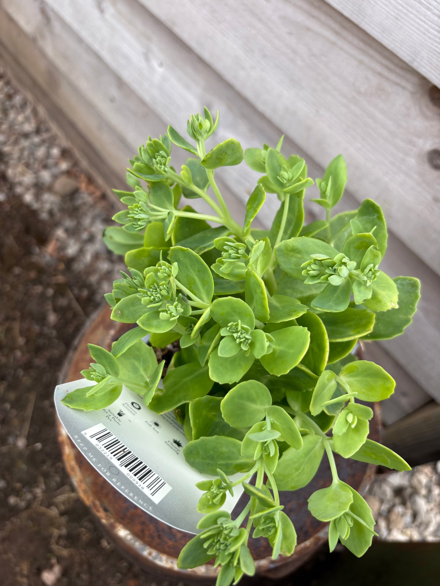Sedum autumn joy evergreen succulent perennial with pink flowers in the summer