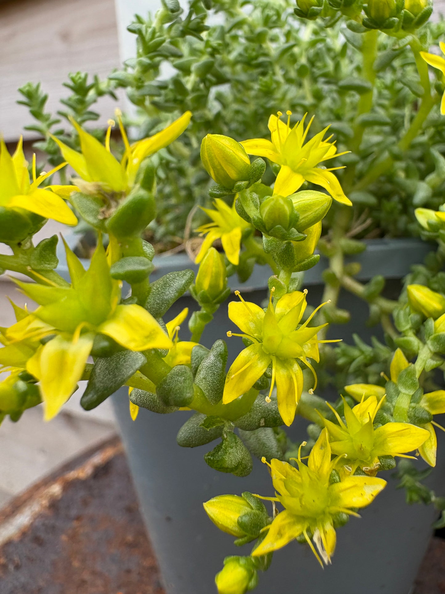 Sedum acre evergreen perennial green leaves with yellow flowers