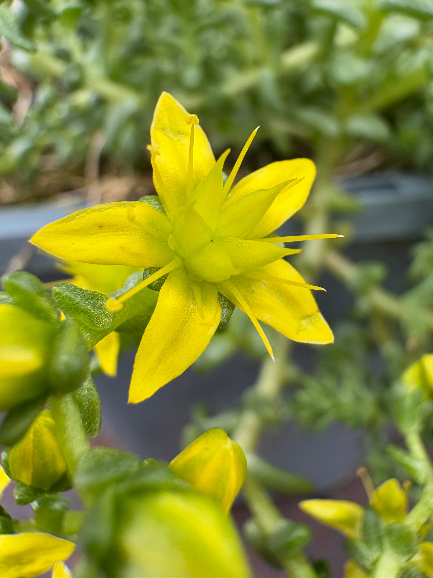 Sedum acre evergreen perennial green leaves with yellow flowers
