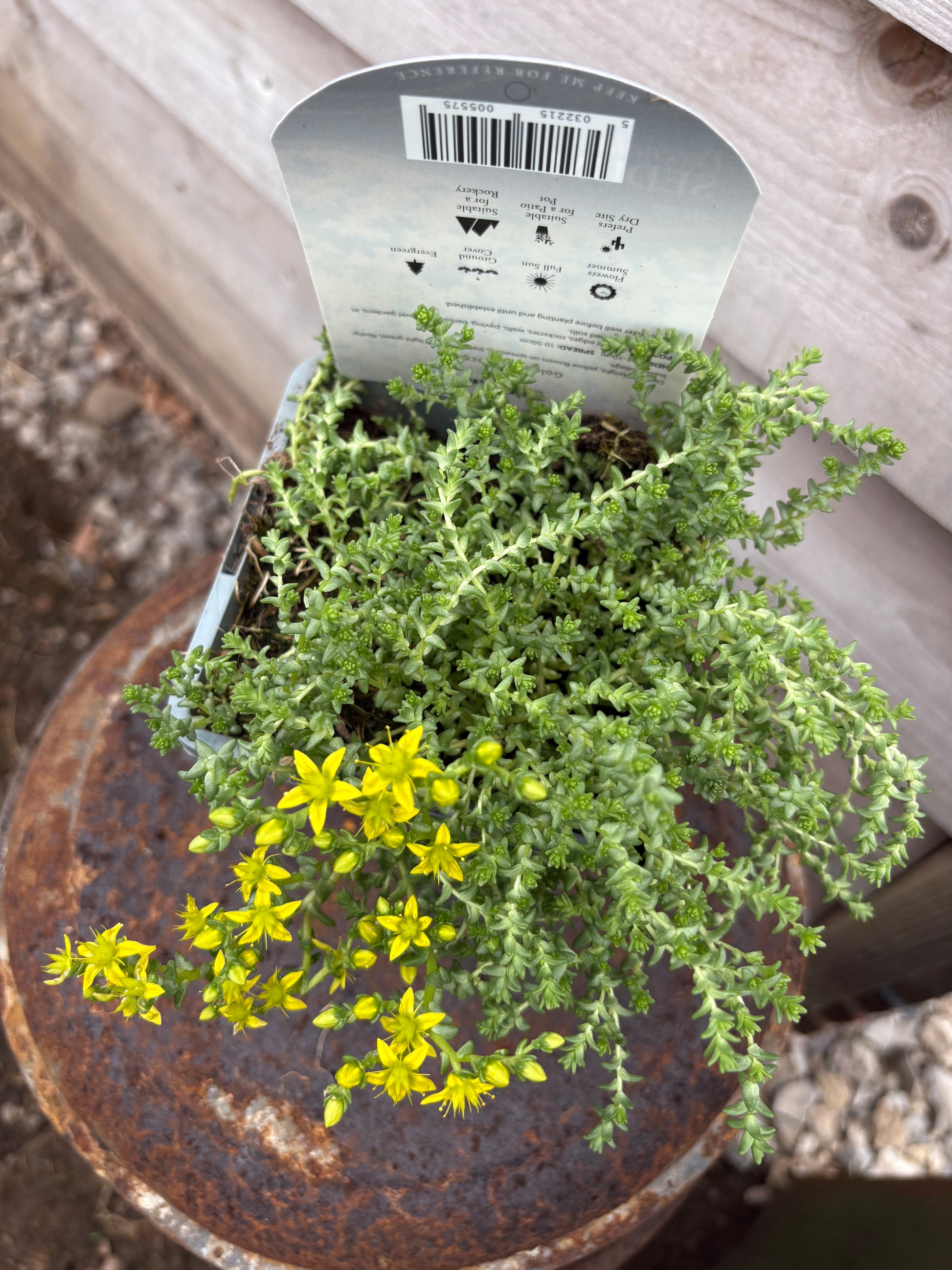 Sedum acre evergreen perennial green leaves with yellow flowers