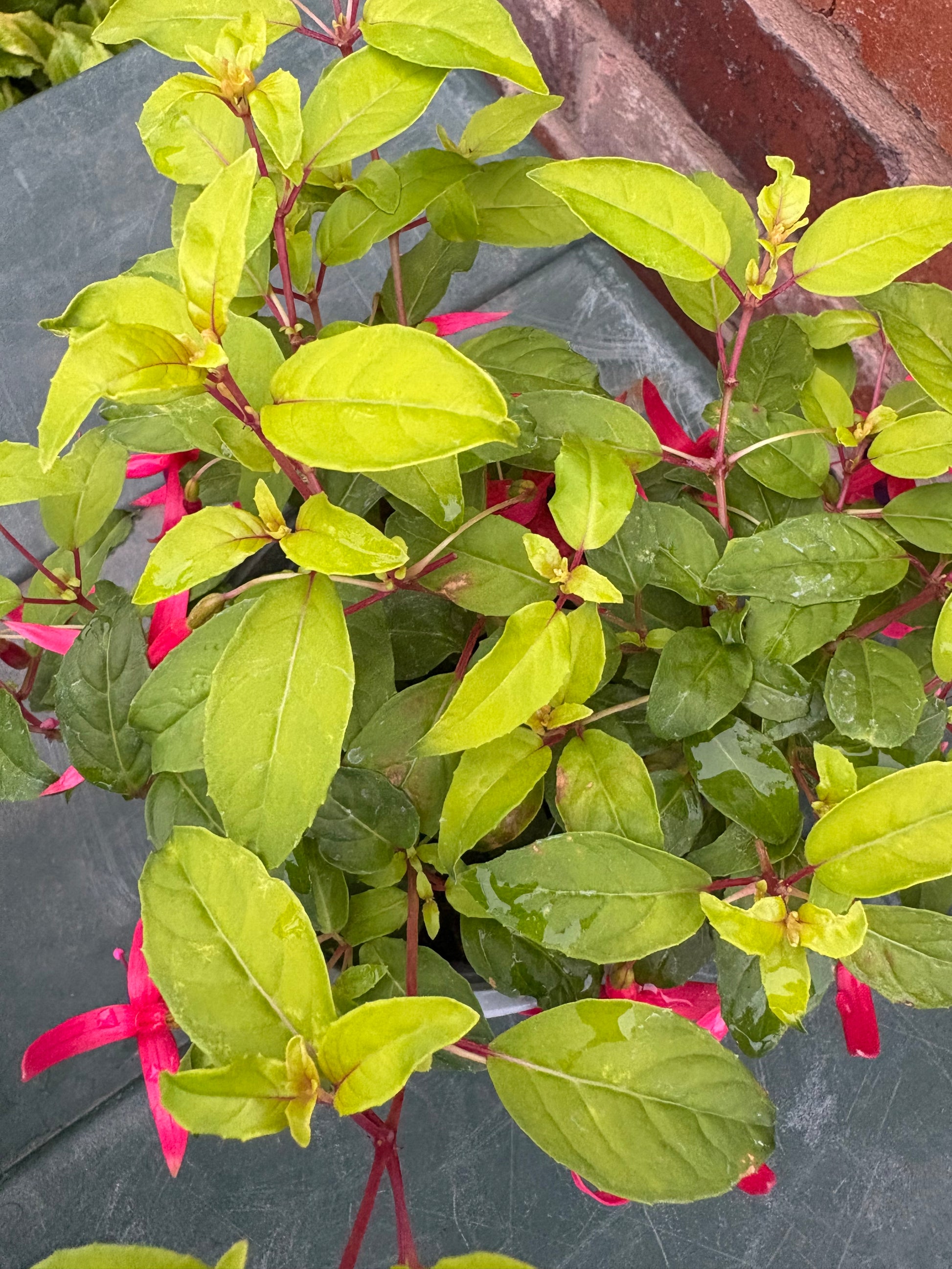 Fuchsia Genii perennial plant, light green leaves with purple and pink flowers