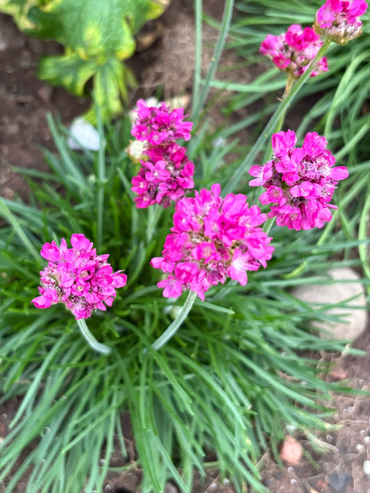 Armeria pink perennial, evergreen green leaves with pink Pom Pom flowers