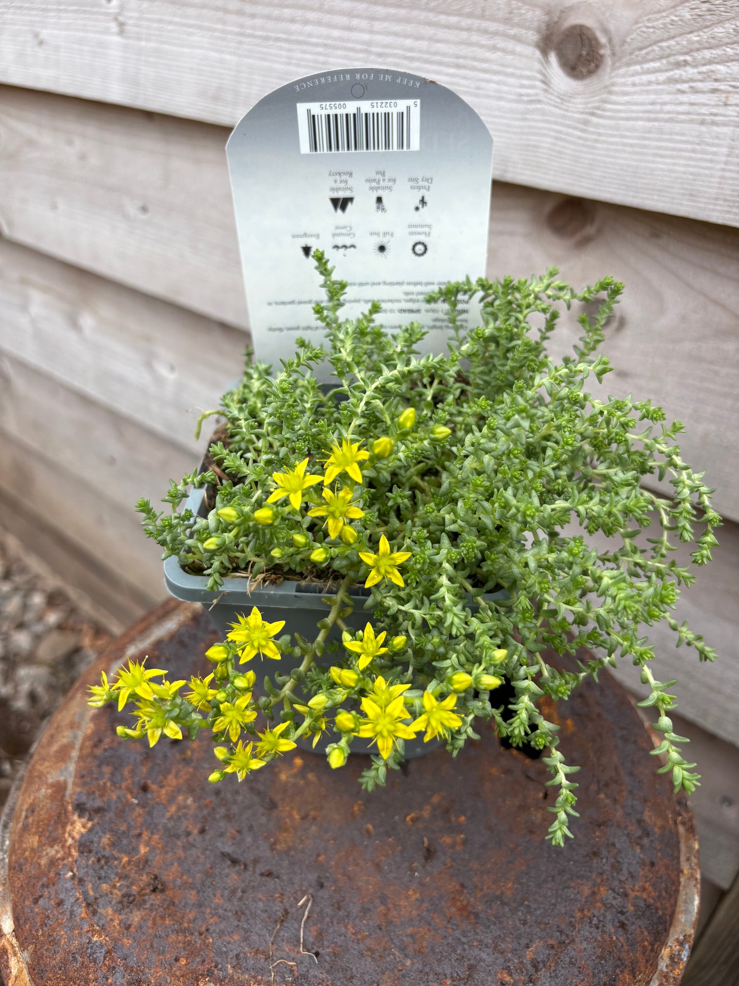 Sedum acre evergreen perennial green leaves with yellow flowers