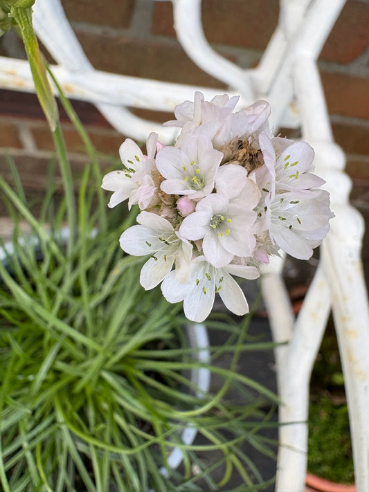 Armeria White, perennial with white flowers and evergreen leaves 