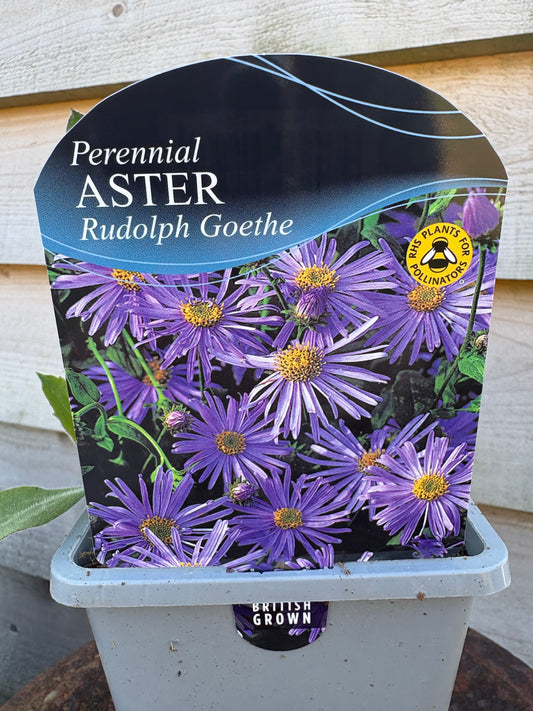 Aster Rudolph Goethe perennial plant with violet / blue flowers 