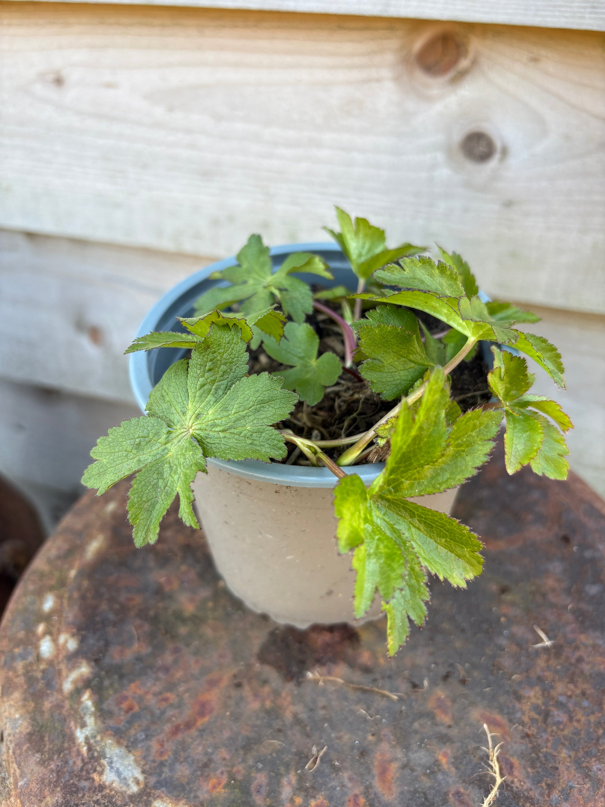 Astrantia major - perennial plant with white flowers