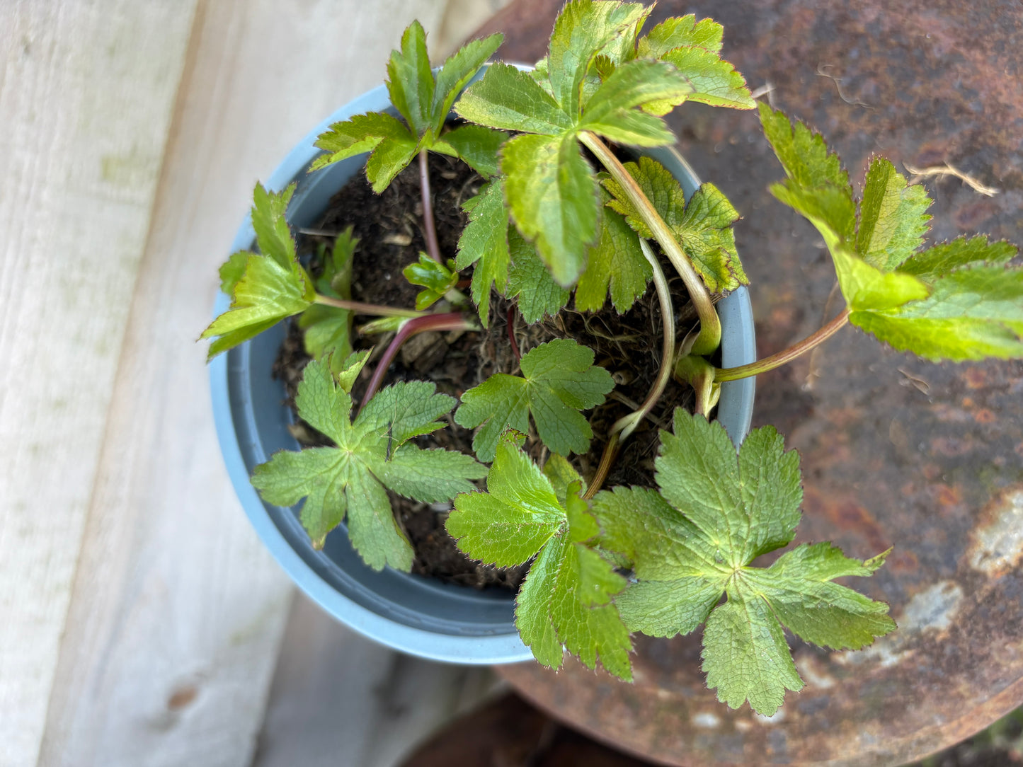Astrantia major - perennial plant with white flowers
