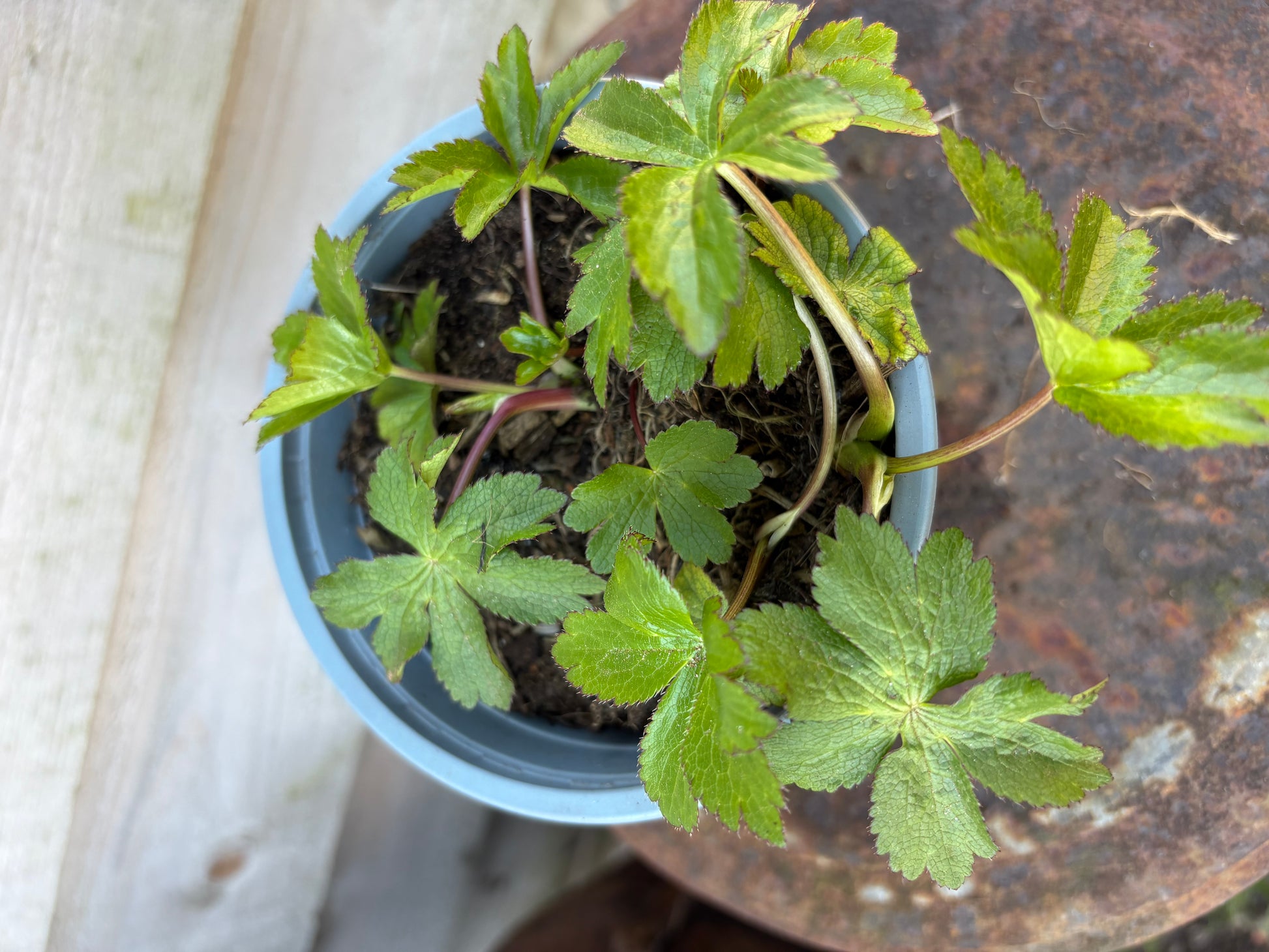Astrantia major - perennial plant with white flowers