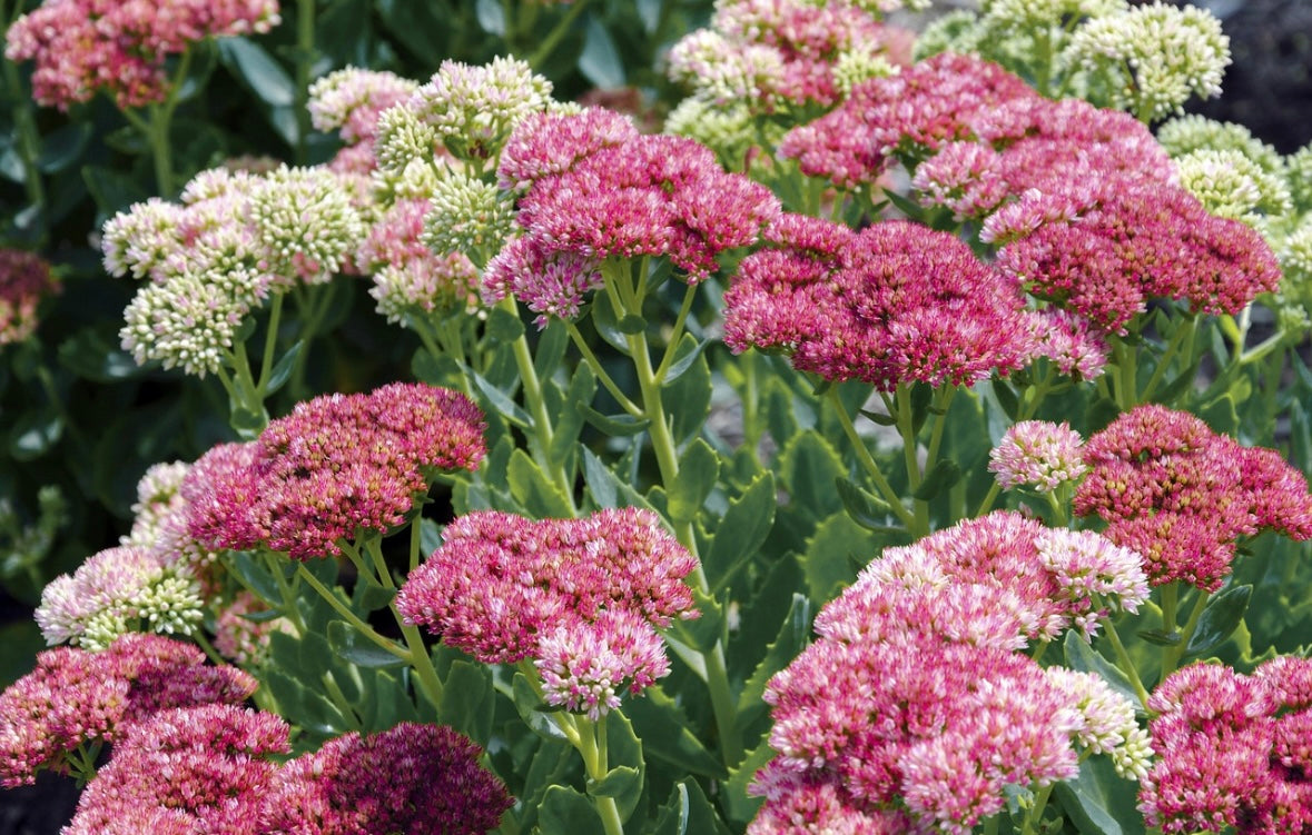 Sedum autumn joy evergreen succulent perennial with pink flowers in the summer