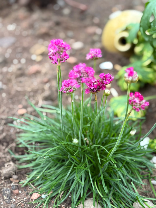 Armeria pink perennial, evergreen green leaves with pink Pom Pom flowers