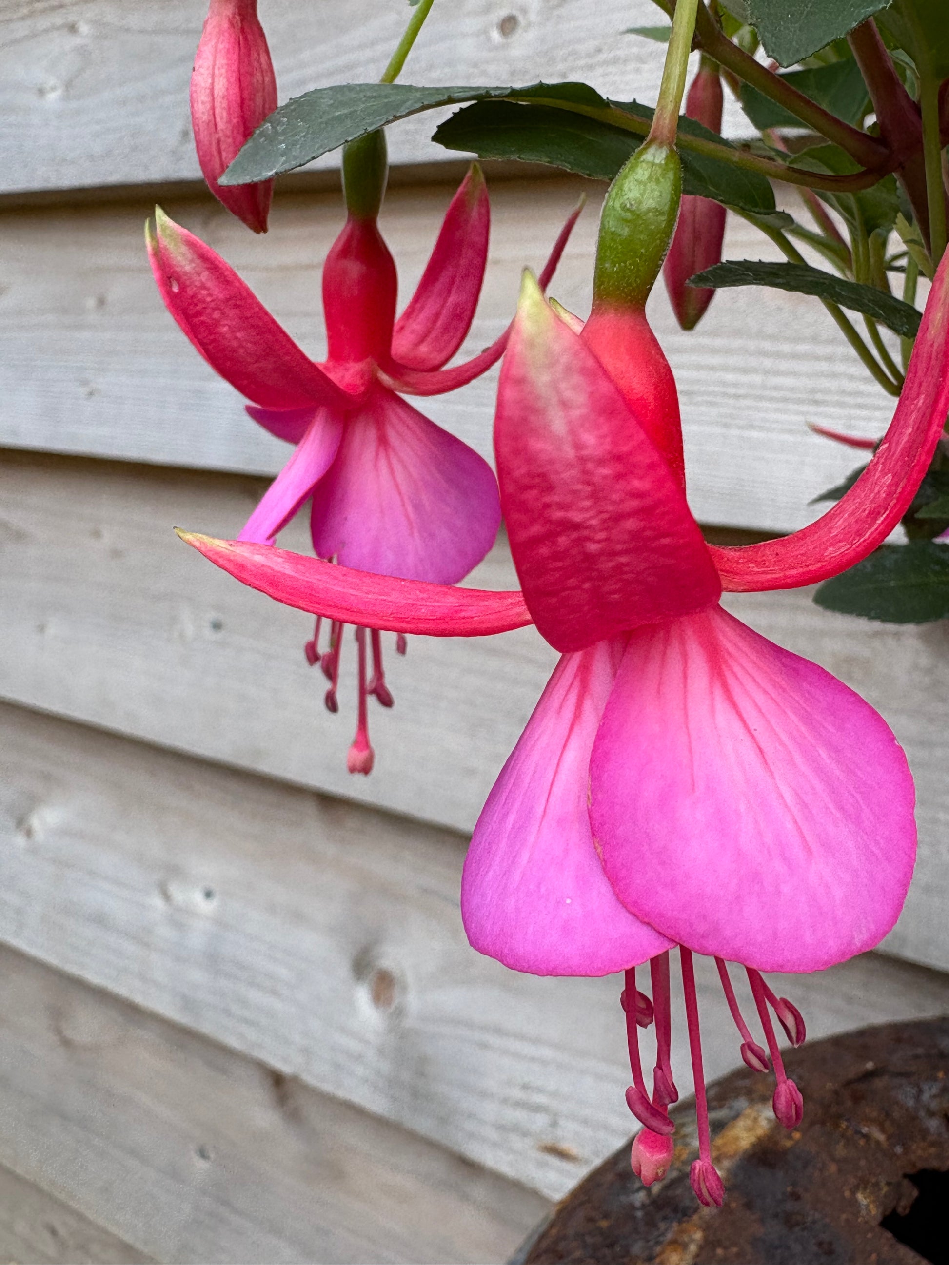 Fuchsia beacon perennial, dark green leaves with two tone pink flowers