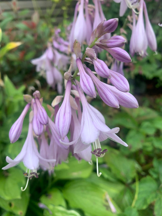 Variegated hosta - perennial plant with purple flowers