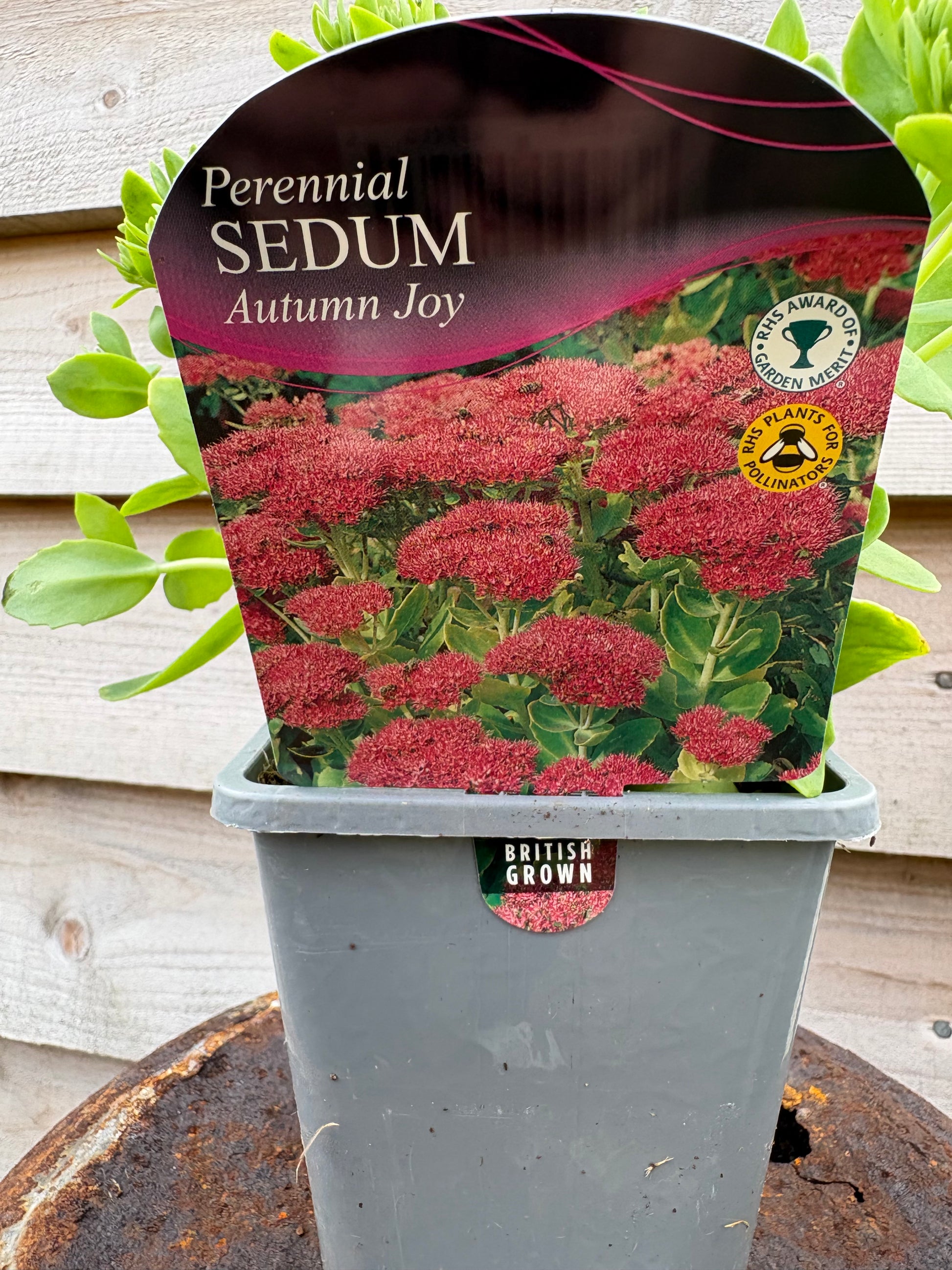 Sedum autumn joy evergreen succulent perennial with pink flowers in the summer
