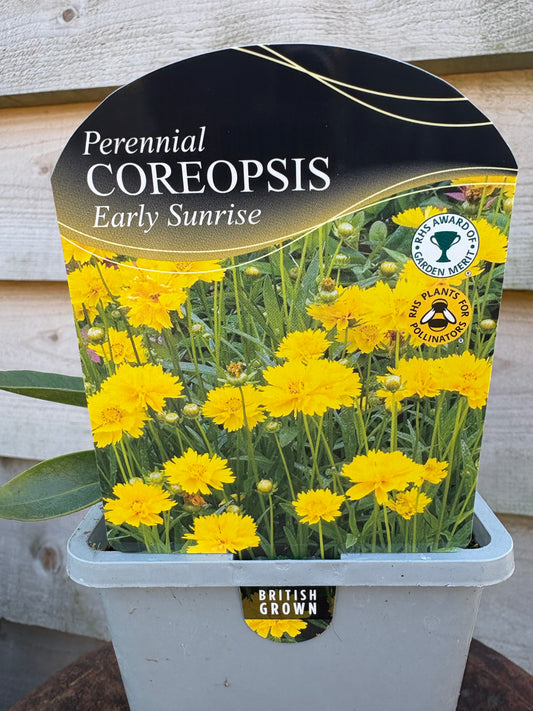 Coreopsis early sunrise perennial plant with yellow flowers 