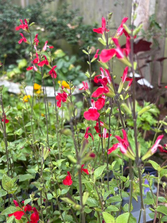 Salvia hot lips perennial evergreen plant with red and white flowers 