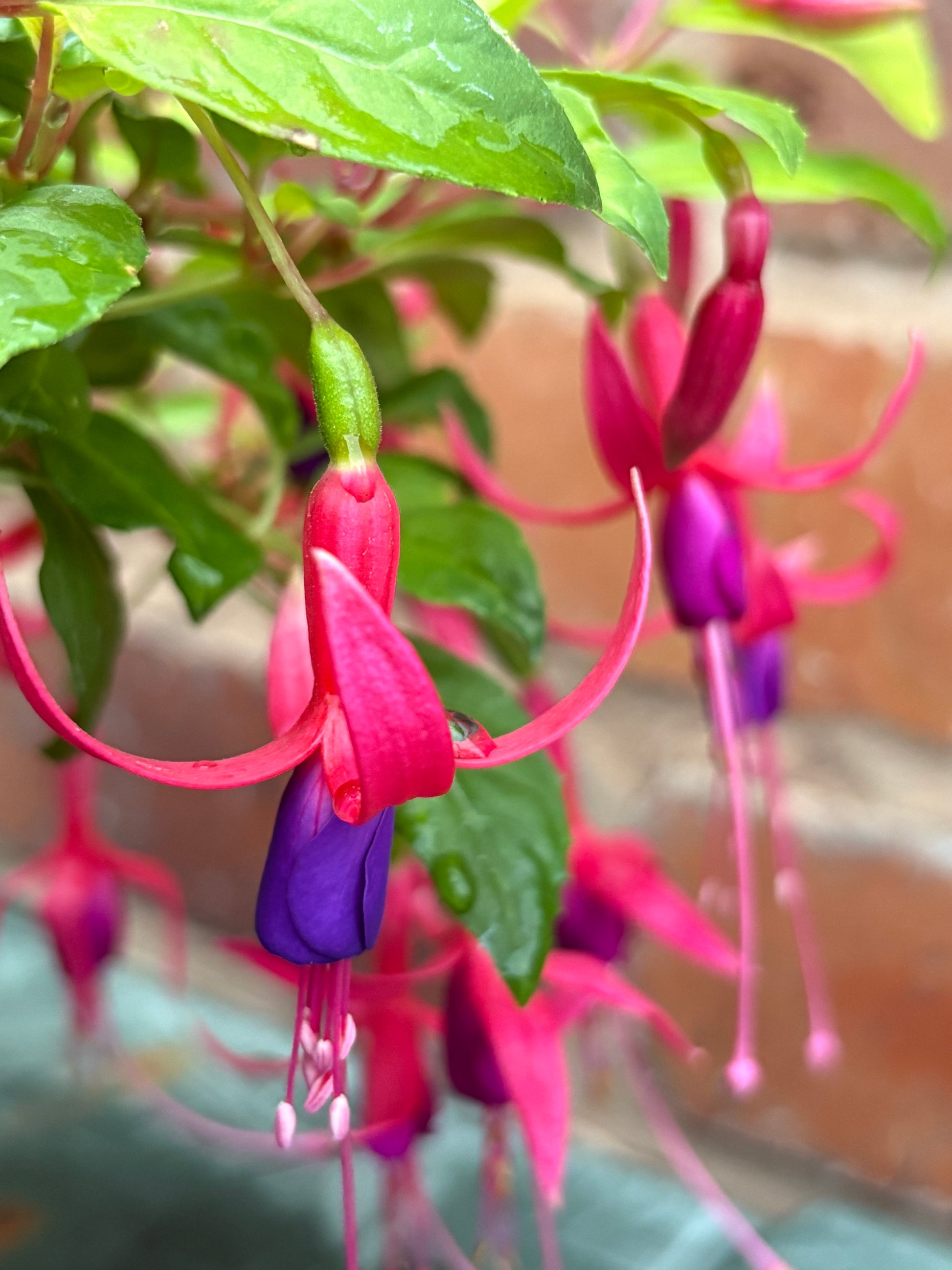 Fuchsia Genii perennial plant, light green leaves with purple and pink flowers