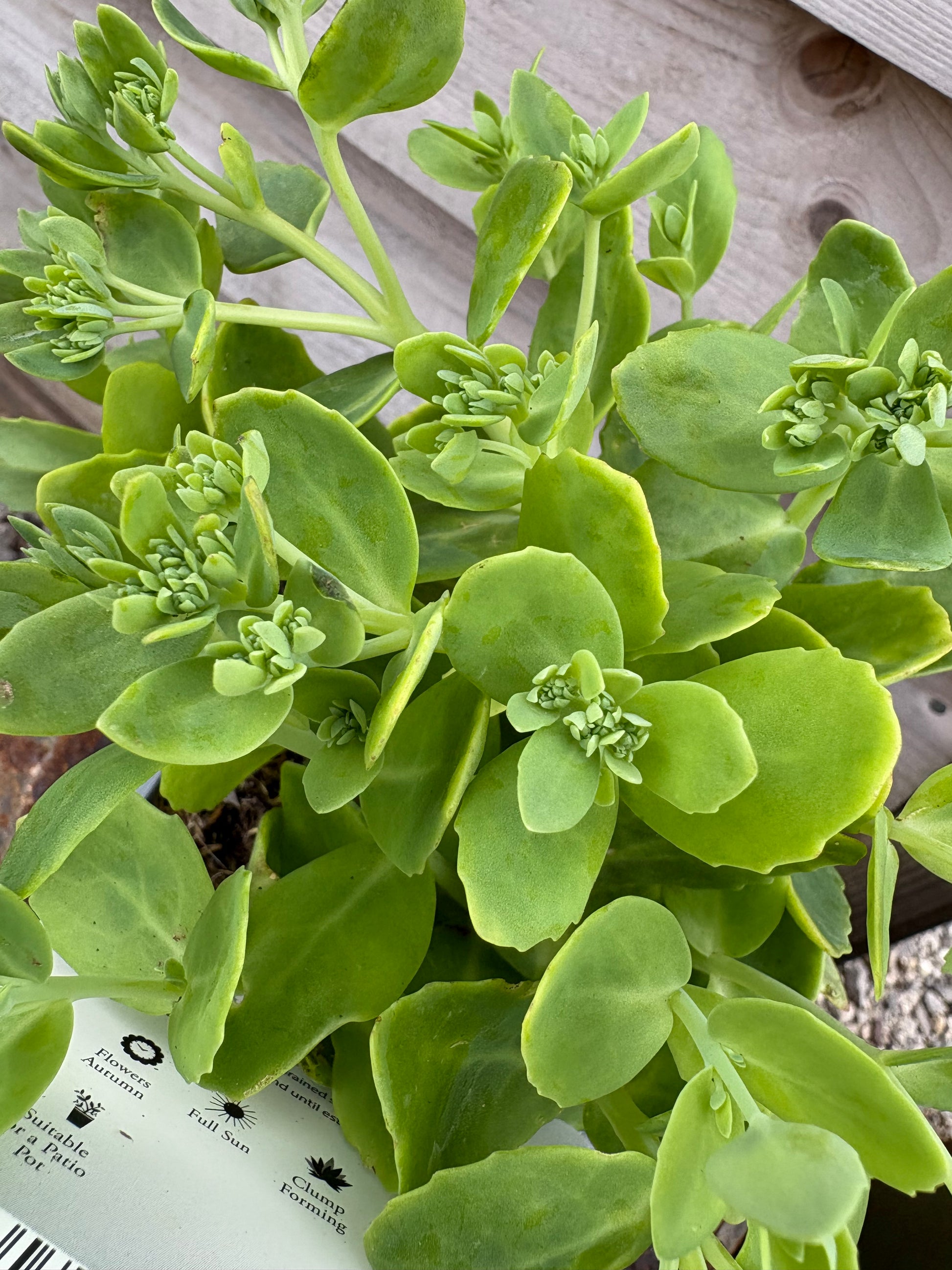 Sedum autumn joy evergreen succulent perennial with pink flowers in the summer