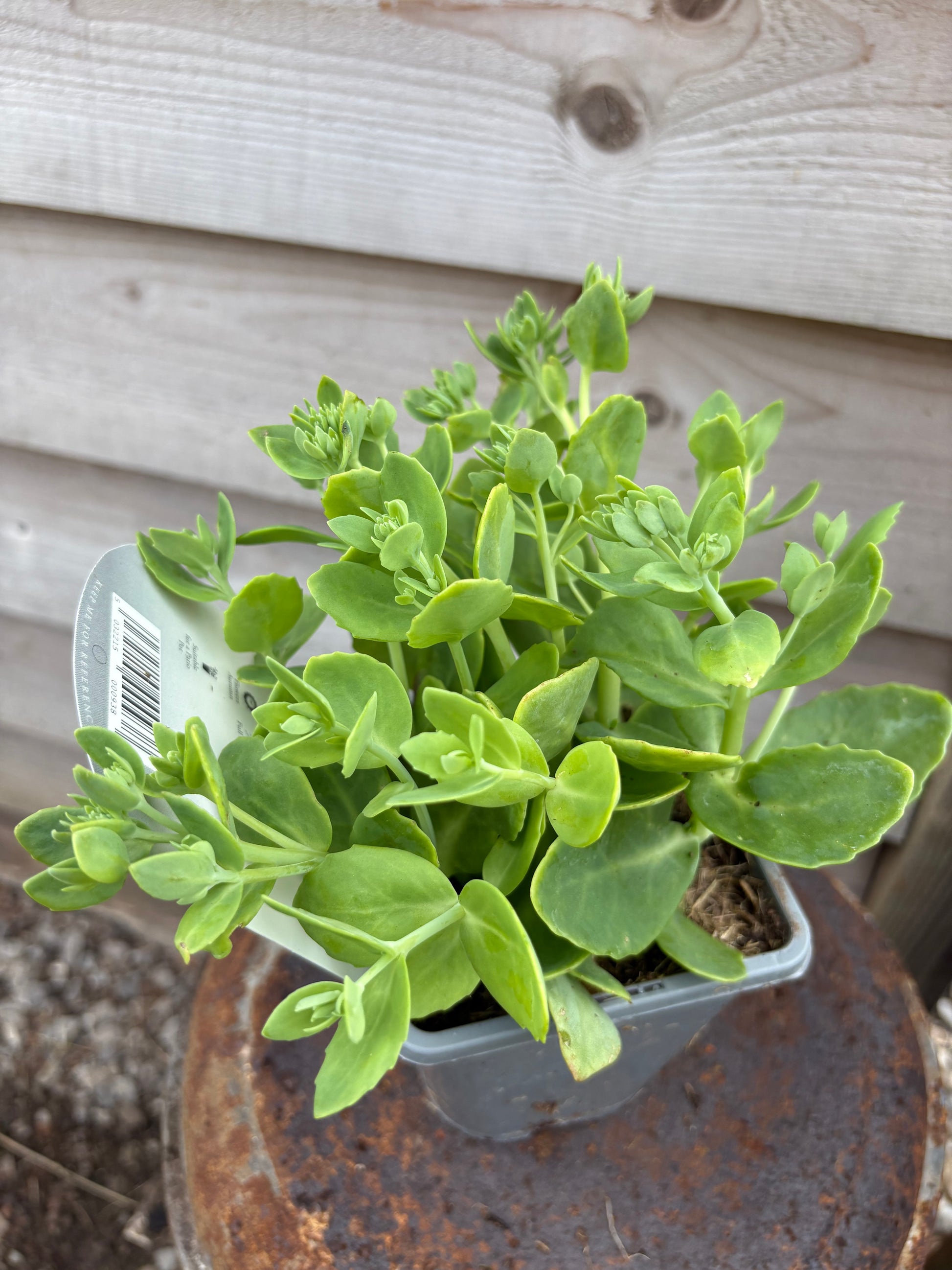 Sedum autumn joy evergreen succulent perennial with pink flowers in the summer