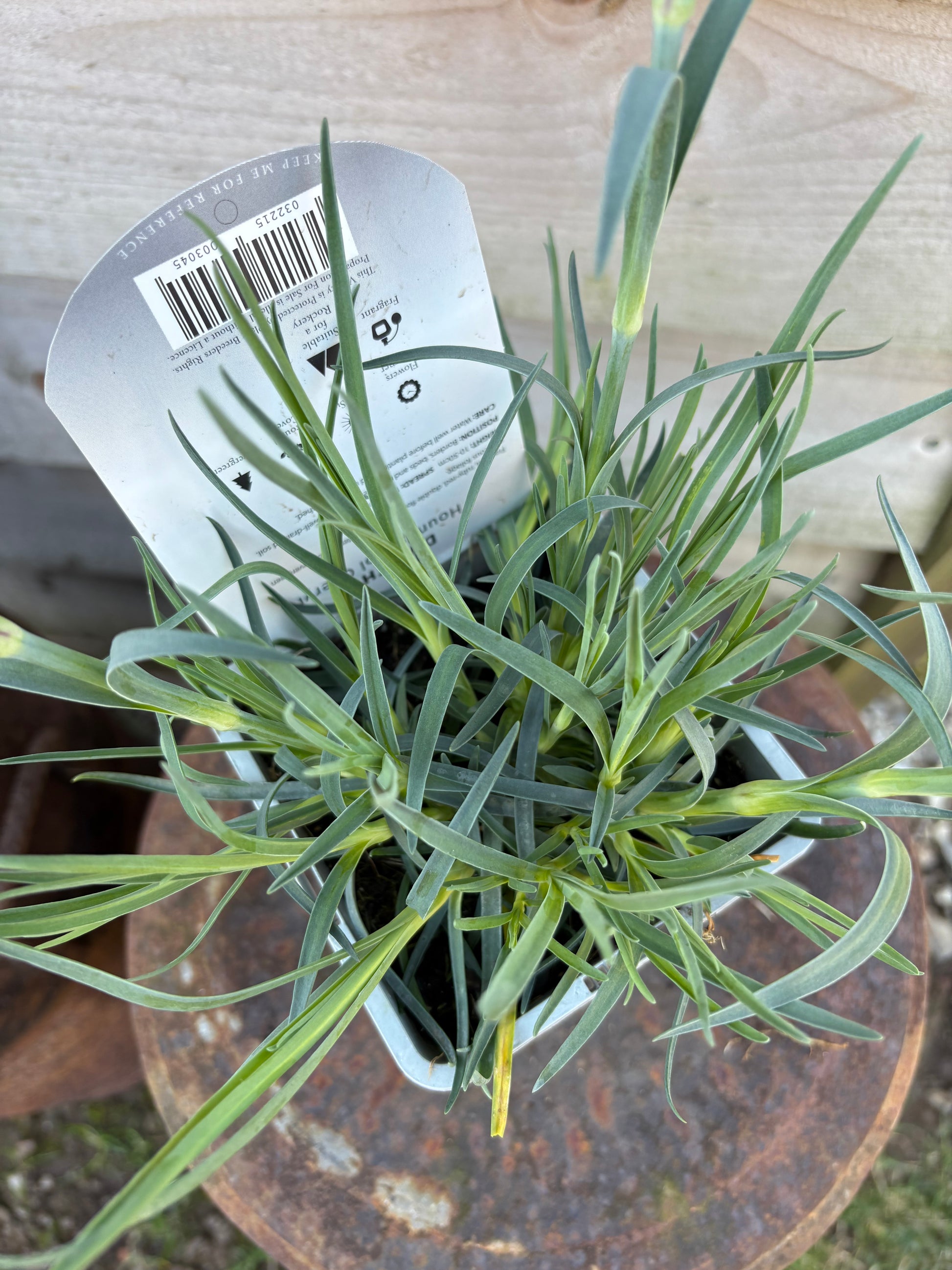 dianthus houndspool Cheryl perennial plant with red flowers 