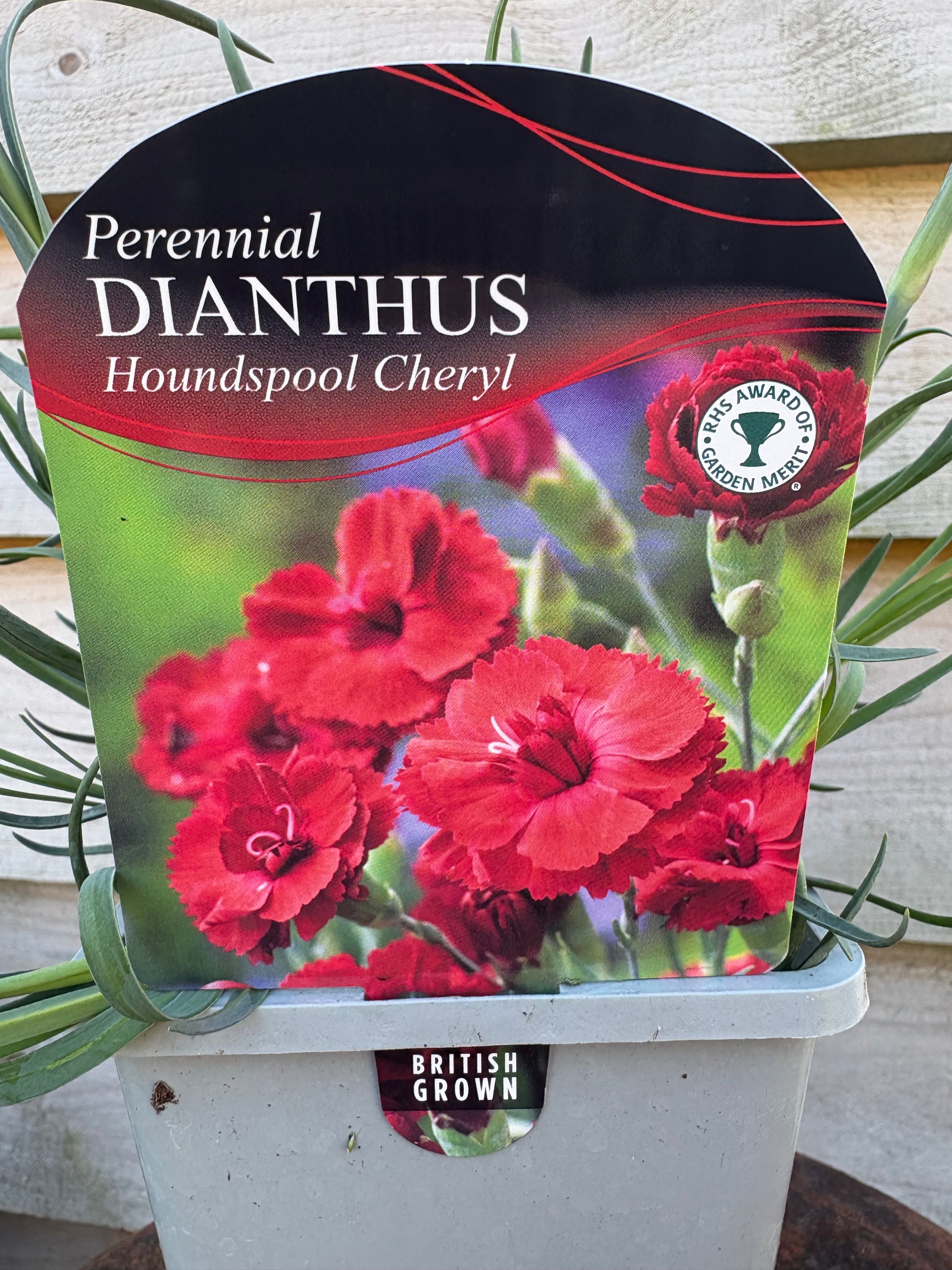 dianthus houndspool Cheryl perennial plant with red flowers 