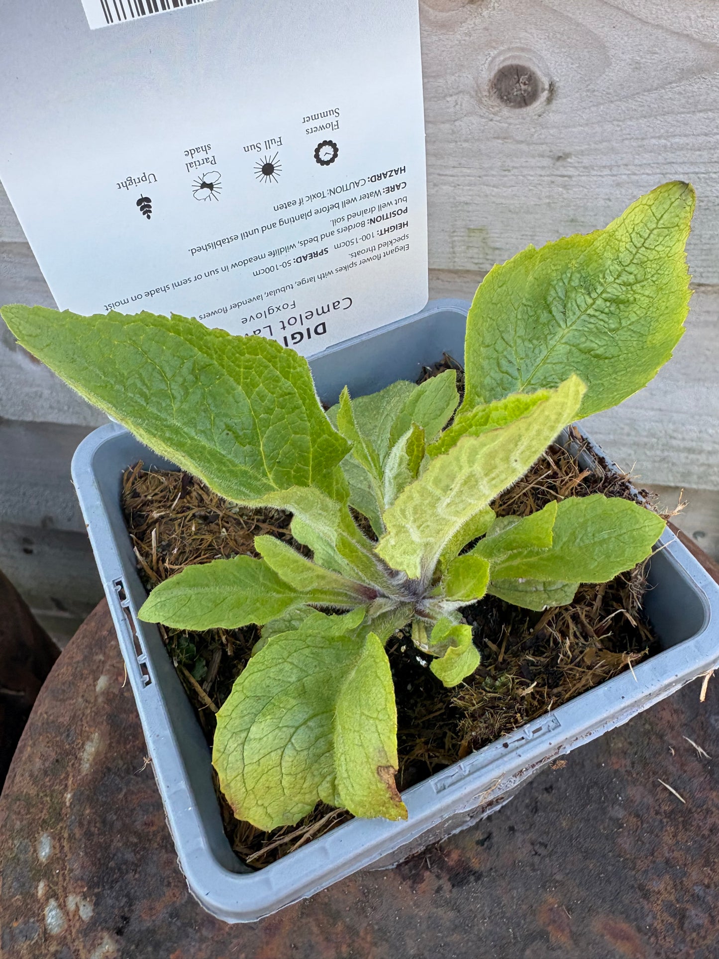 Digitalis Camelot lavender perennial plant 