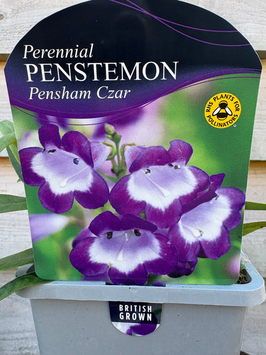 Penstemon pensham czar purple and white perennial plant/ flower 