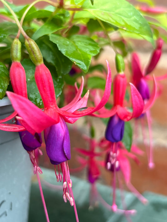 Fuchsia Genii perennial plant, light green leaves with purple and pink flowers