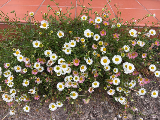Erigeron Karvinskianus (Mexican Fleabane)