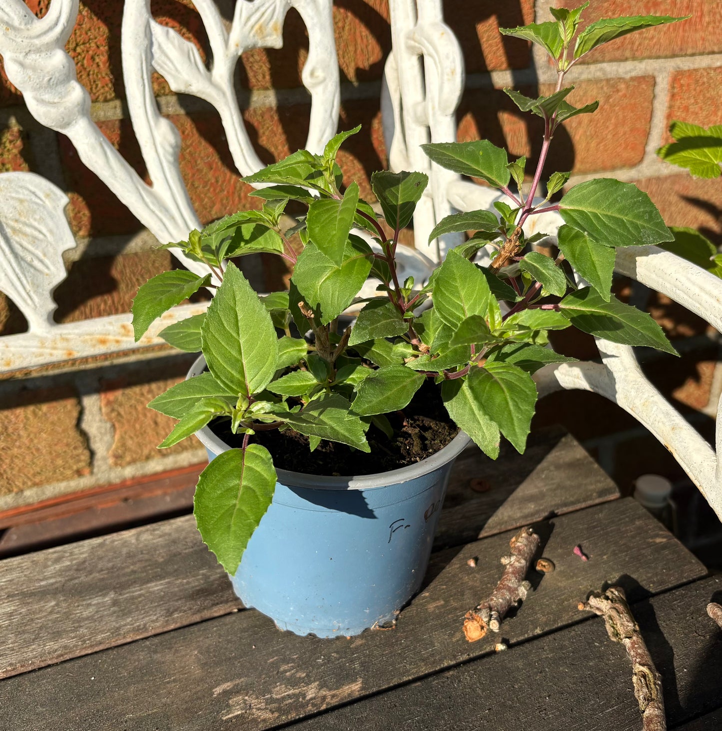 Fuchsia Delta