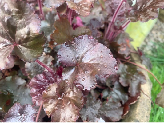 Heuchera palace purple evergreen perennial plant with flowers
