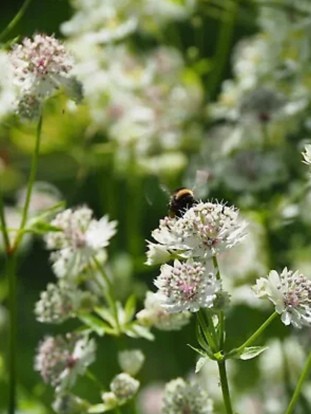 Astrantia major - perennial plant with white flowers