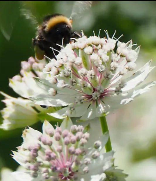 Astrantia major - perennial plant with white flowers
