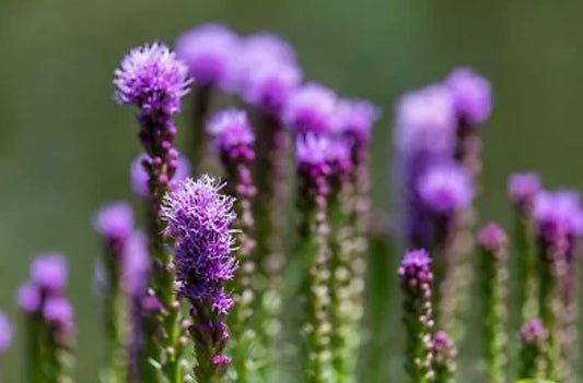 Liatris spicata - perennial plant with purple spiked flowers