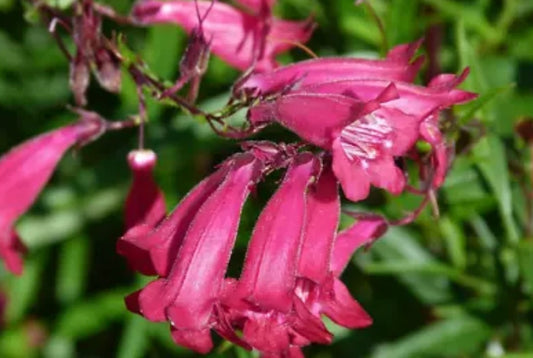 Penstemon just Jayne - perennial plant with pink flowers