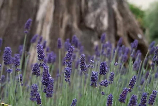 Lavender Munstead purple perennial plant/ flower with green leaves