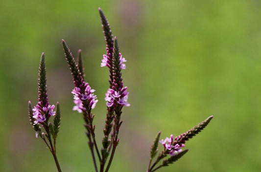 Verbena hastata pink spires with pink flowers 
