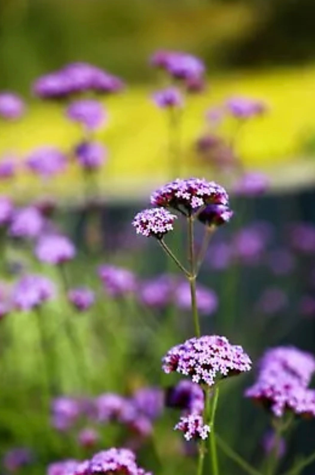 Verbena bonariensis- perennial plant with tall purple flowers
