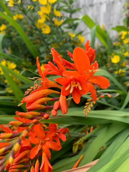 Crocosmia mixed small flowering- perennial plant with red / orange flowers