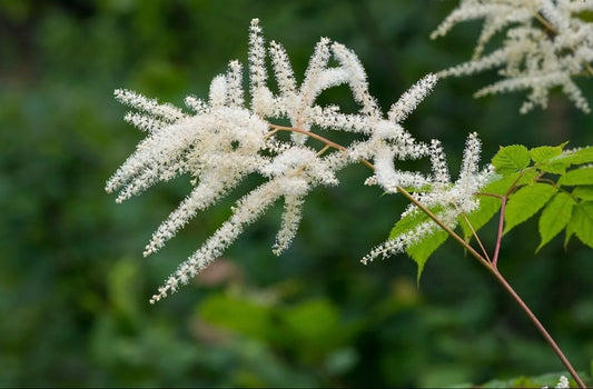 Astilbe white - perennial plant with white flowers
