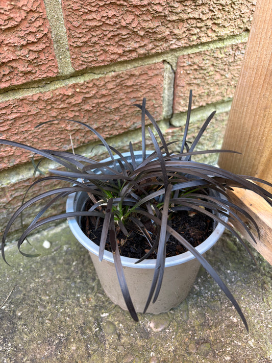 Black mondo grass - black perennial plant 